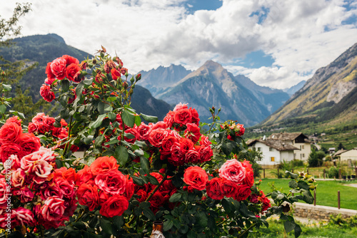 Beautiful red flowers in Val D'Aosta countryside