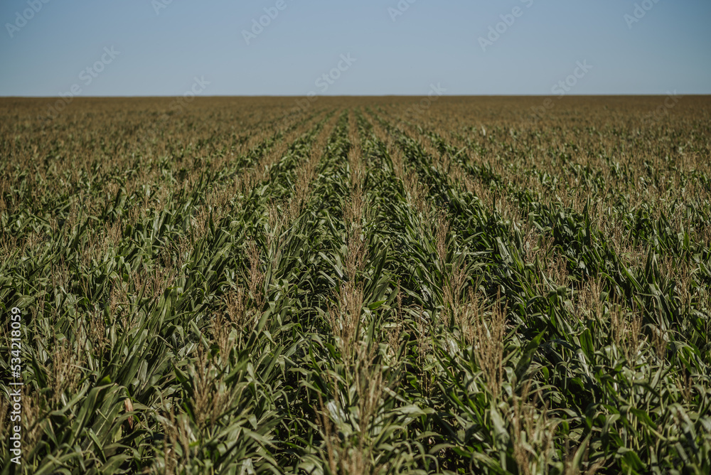 field of corn field of corn