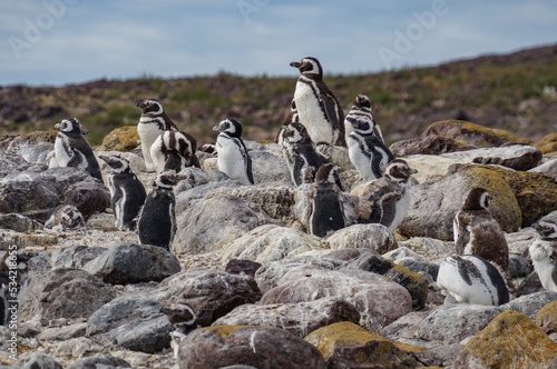 Magellanic penguins on the island resting in the sun. photo