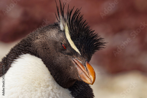 Rockhopper penguin in its natural environment of stone and sea on penguin island in patagonia