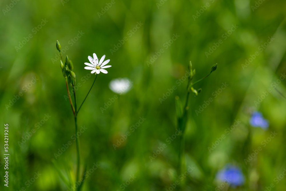 Biały kwiat, gwiazdnica trawiasta (Stellaria graminea L.) roślina należąca do rodziny goździkowatych (Caryophyllaceae) (2). - obrazy, fototapety, plakaty 