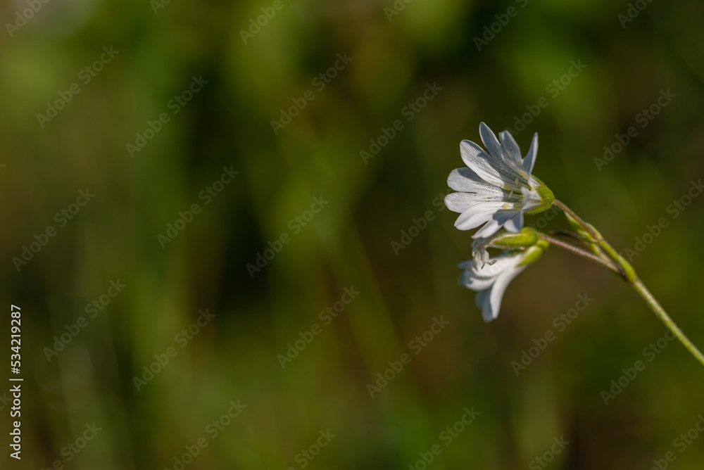 Biały kwiat, gwiazdnica trawiasta (Stellaria graminea L.) roślina należąca do rodziny goździkowatych (Caryophyllaceae) (1). - obrazy, fototapety, plakaty 