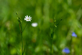 Biały kwiat, gwiazdnica trawiasta (Stellaria graminea L.) roślina należąca do rodziny goździkowatych (Caryophyllaceae) (2).