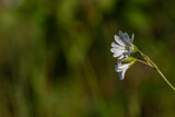 Biały kwiat, gwiazdnica trawiasta (Stellaria graminea L.) roślina należąca do rodziny goździkowatych (Caryophyllaceae) (1).