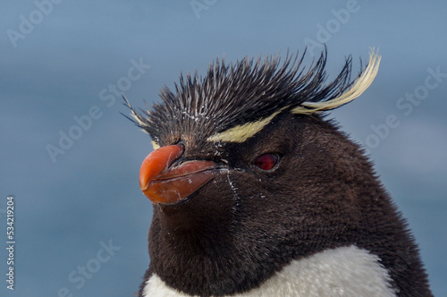 Rockhopper penguin in its natural environment of stone and sea on penguin island in patagonia