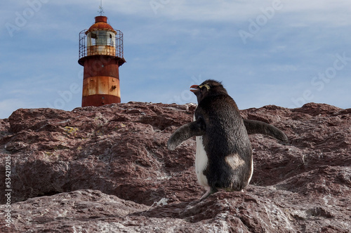 Southern rockhopper penguin standing on rocky shores near the historic Penguin Island Lighthouse, Isla Pingüino, Puerto Deseado, Patagonia, Argentina. Unique wildlife in its natural coastal habitat.