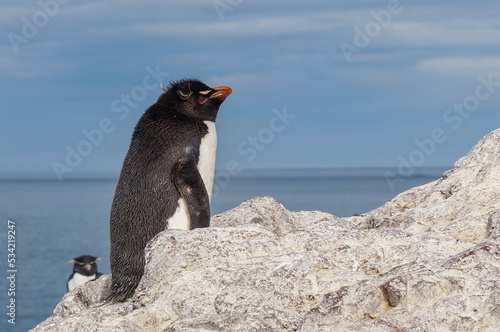 Rockhopper penguin in its natural environment of stone and sea on penguin island in patagonia