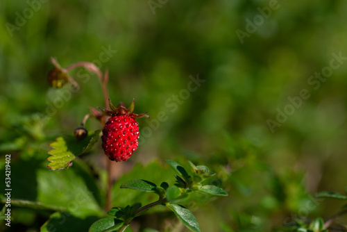 Owoc, poziomka pospolita (Fragaria vesca L.), czerwona jagoda, koziomka, nasiona, zdrowie.
