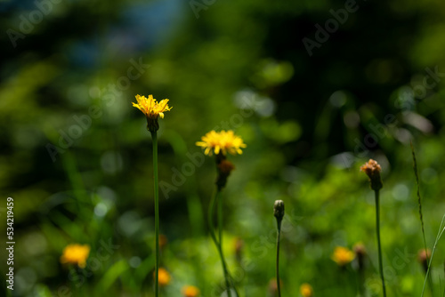 Żółte kwiaty z rodziny astrowatych, prosienicznik szorstki (Hypochaeris radicata L.), rozmyte tło.