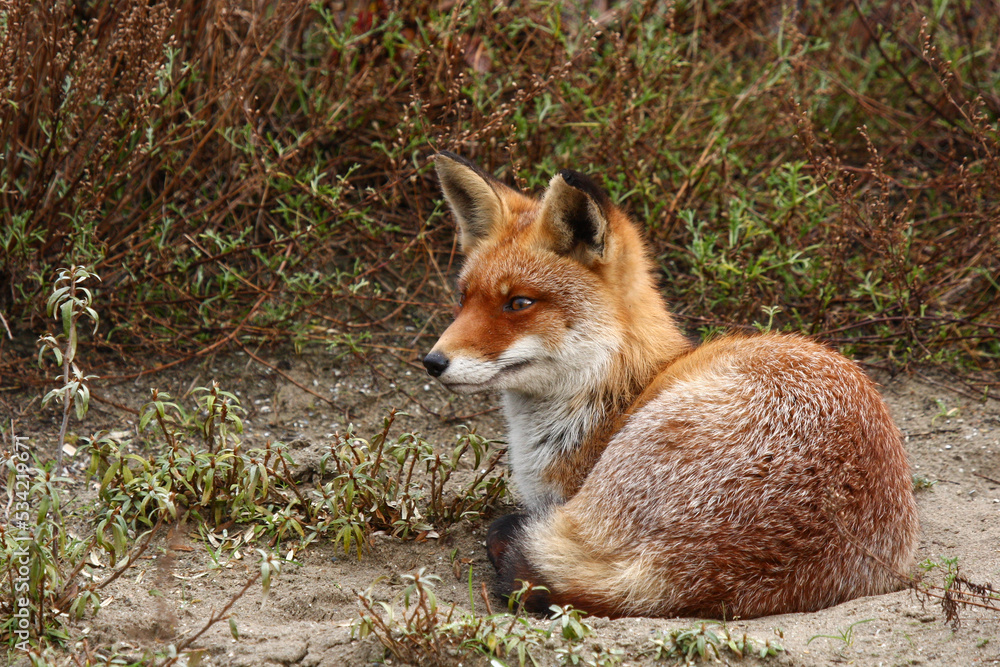 Naklejka premium Red Fox in its own natural environment