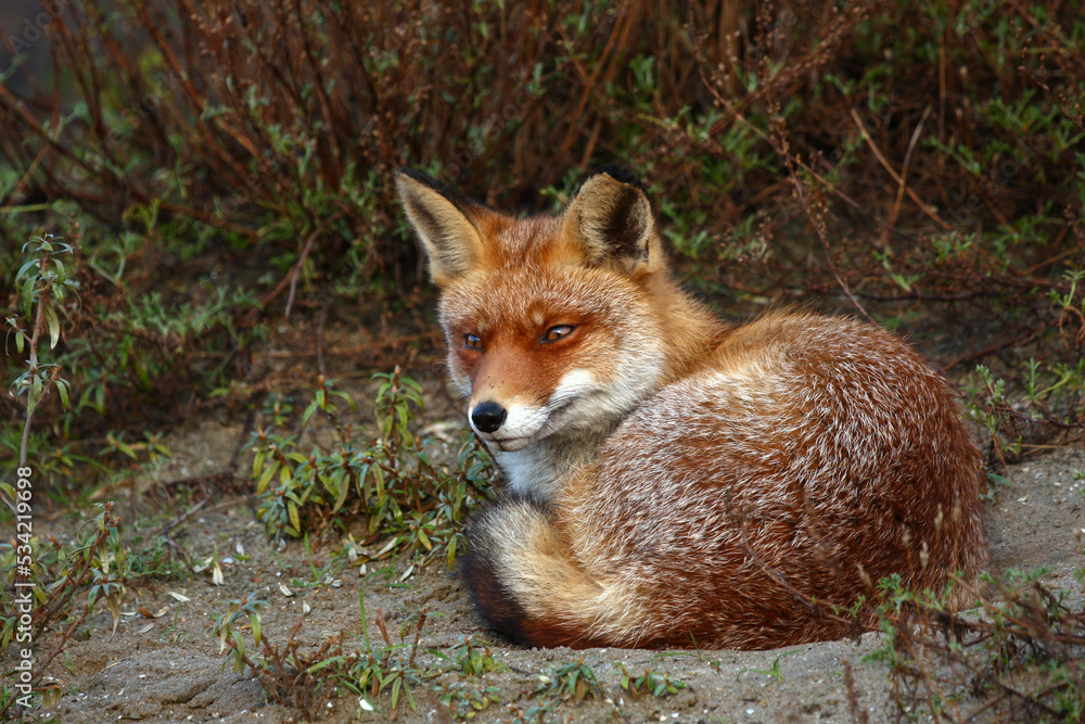 Obraz premium Red Fox in its own natural environment
