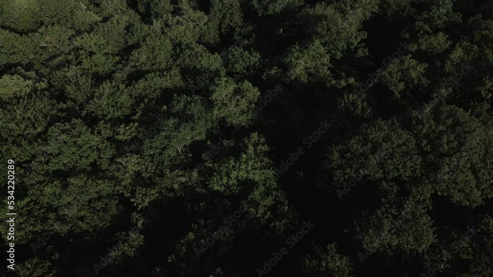 Drone flying over Brocéliande forest, Brittany in France. Aerial top down forward Drone flying over Brocéliande forest, Brittany in France. Aerial top down forward