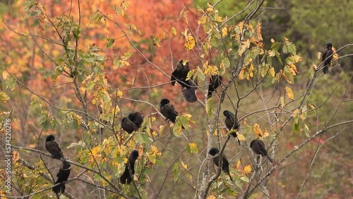 Static shot, flock of Grackles perched on Small tree branches among Autumn leaves photo