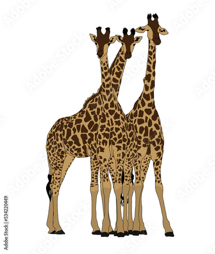 Fototapeta Naklejka Na Ścianę i Meble -  beautiful friendship of 3 giraffes 
