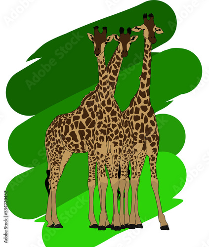 Photography beautiful friendship of 3 giraffes