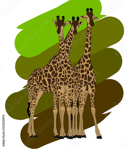 Canvas Print beautiful friendship of 3 giraffes
