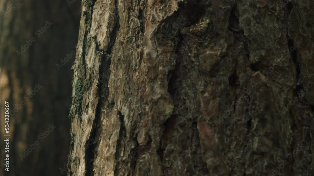 Close Up of Old Pine Tree Trunk Bark with Moss in a Remote Nordic Forest. Sunlight Hitting from the Side and Casting Moving Shadows 4K. Close Up of Old Pine Tree Trunk Bark with Moss in a Remote Nordic Forest. Sunlight Hitting from the Side and Casting Moving Shadows 4K.
