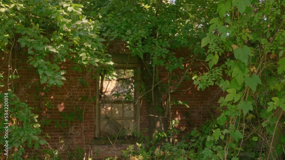 overgrown leaves and branches on a abandoned building in queens New York with a window overgrown leaves and branches on a abandoned building in queens New York with a window