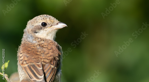 Red-backed shrike, Lanius collurio. A young bird sits on a branch. Сlose-up