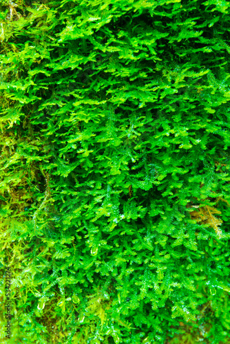 Close up of moss leaves - green organic background