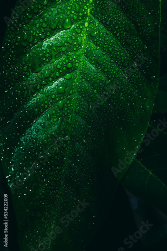 Beriba leaf with rainwater drops. Photo for wallpaper with blur in high resolution