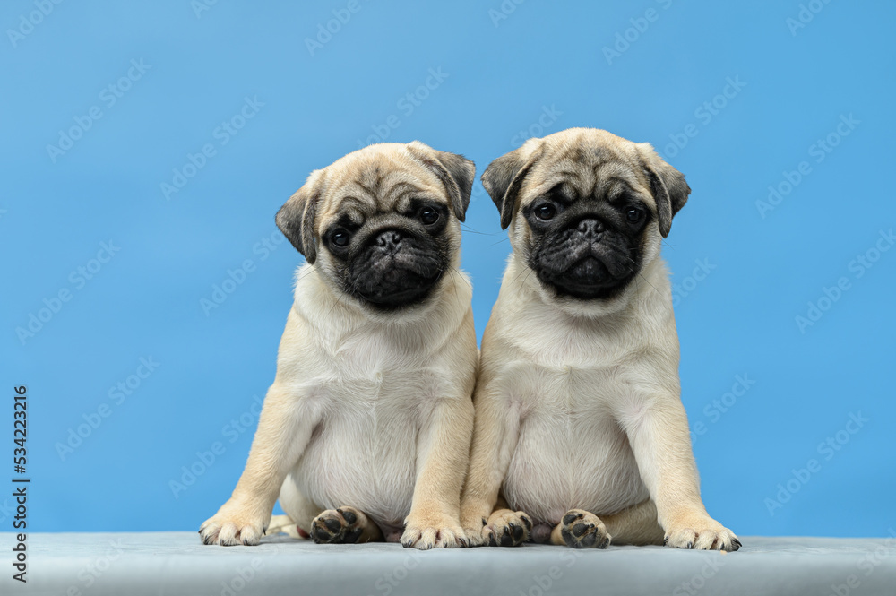 studio photo on a blue background two pugs