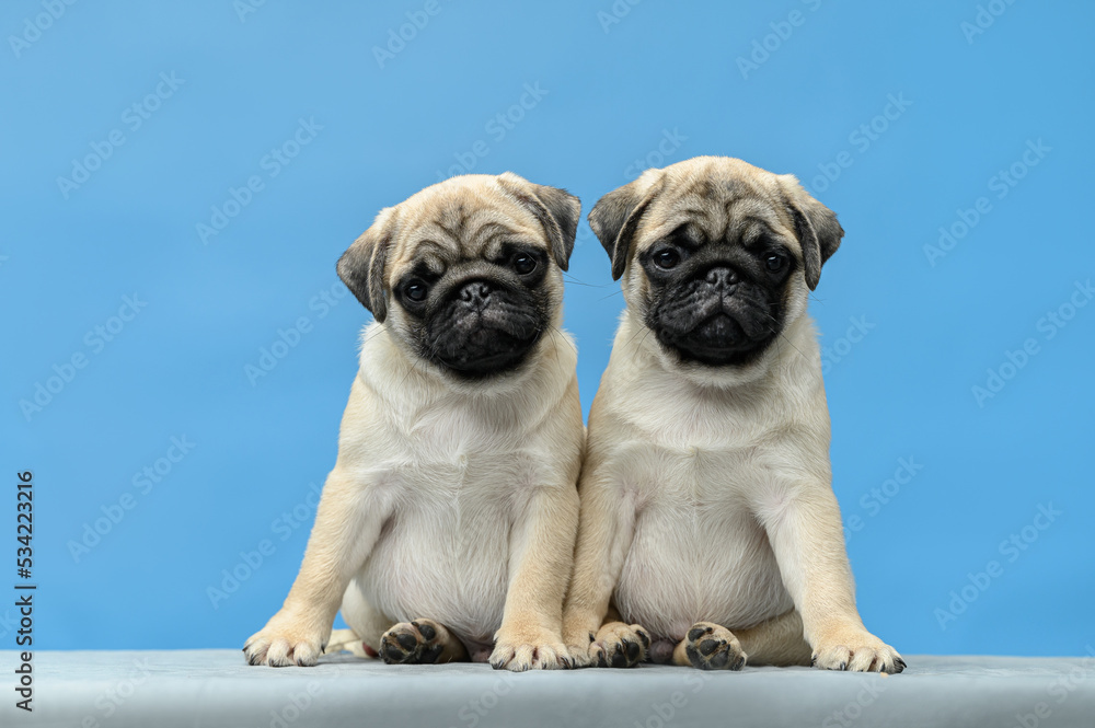 Obraz premium studio photo on a blue background two pugs