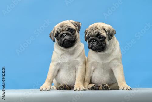 studio photo on a blue background two pugs