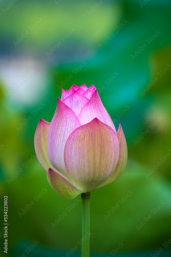 lotus flower in the garden