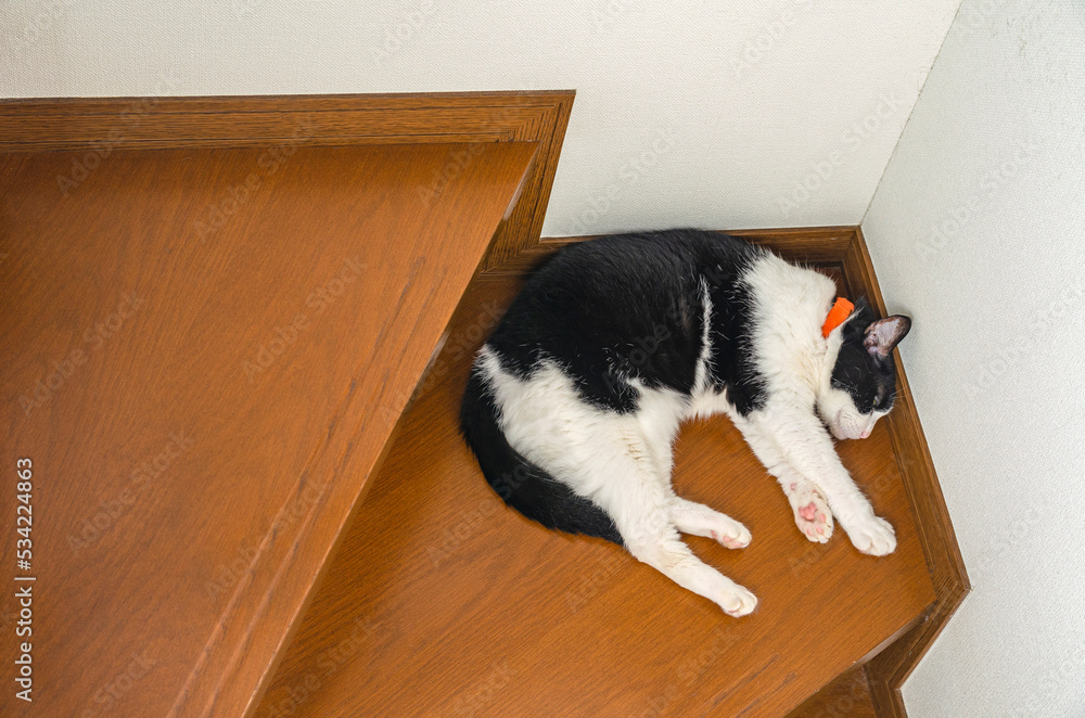 階段で眠る猫