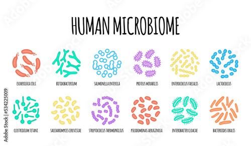 Human microbiome illustration of bacterial species. Vector image. Gastroenterologist. Bifidobacteria, lactobacilli. Lactic acid bacteria. Illustration in a flat style.