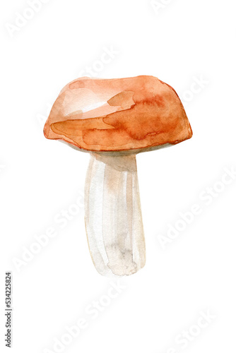 Boletus with a red hat. Edible forest mushroom. Watercolor hand drawn painting illustration isolated on white background.