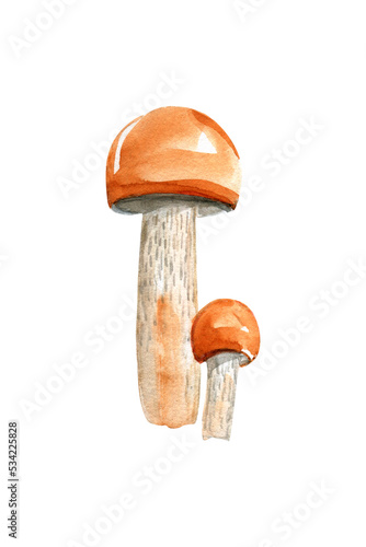 Two boletus with a red hat. Edible forest mushroom. Watercolor illustration isolated on white background.