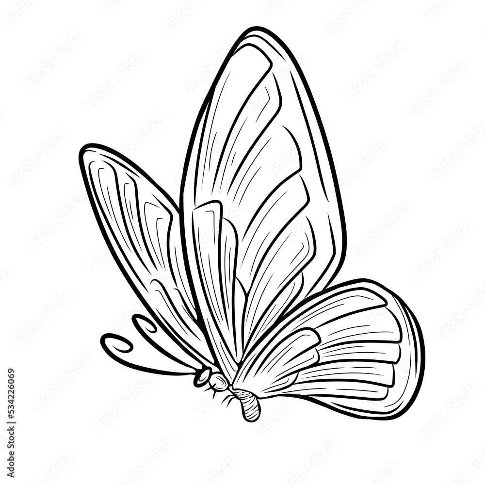 black and white butterfly black and white butterfly