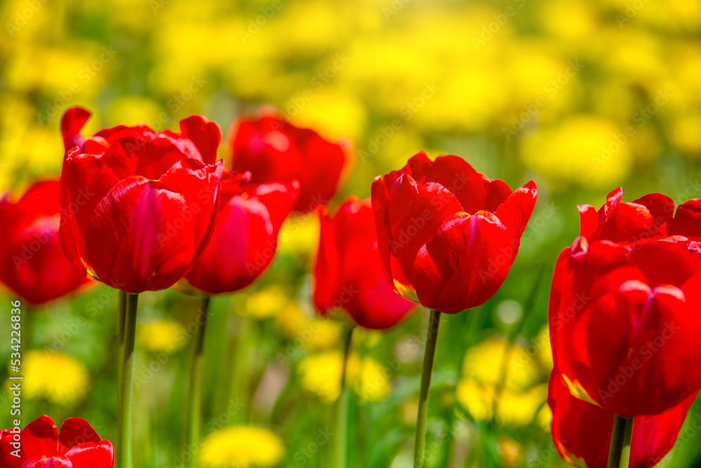 Fototapeta premium red tulips bloom on a green natural background 