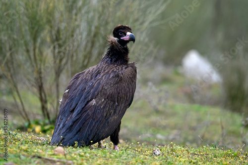 Cinereous vulture // Mönchsgeier (Aegypius monachus)