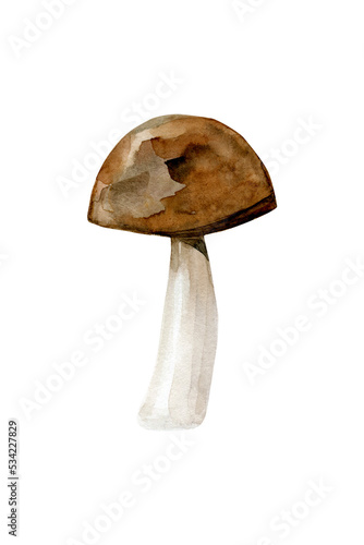 Rough boletus Edible forest mushroom. Watercolor illustration isolated on white background.