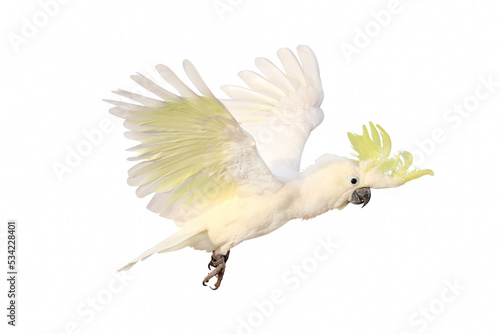 Beautiful cockatoo parrot isolated on white background.