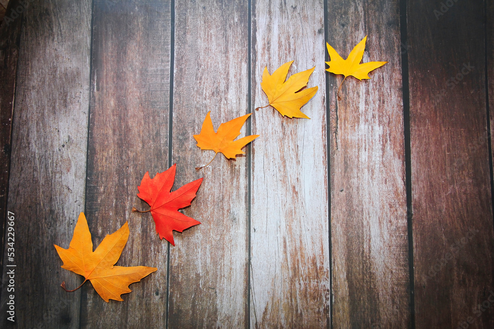 Obraz premium dry autumn maple multicolored red orange yellow leaves on a wooden background