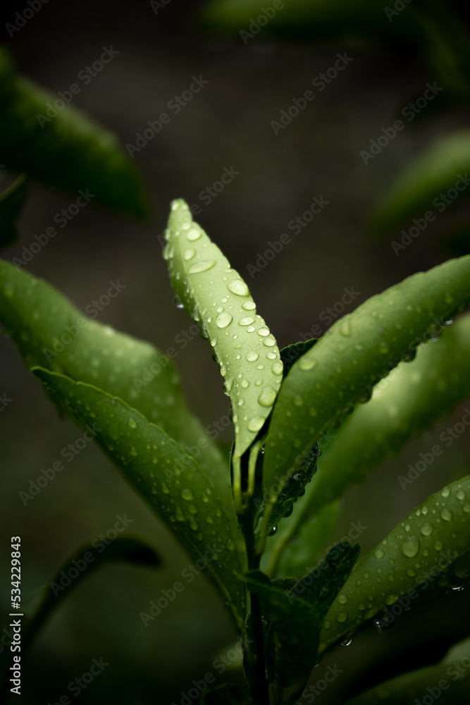 Lemon branch against dark background, minimal nature detail space for text Lemon branch against dark background, minimal nature detail space for text