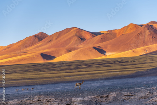 Vicuñas at Catamarca in San Francisco Pass corridor from Argentine and Chile © JoseMaria