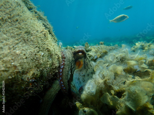 Common octopus  Octopus vulgaris  undersea  Aegean Sea  Greece  Halkidiki