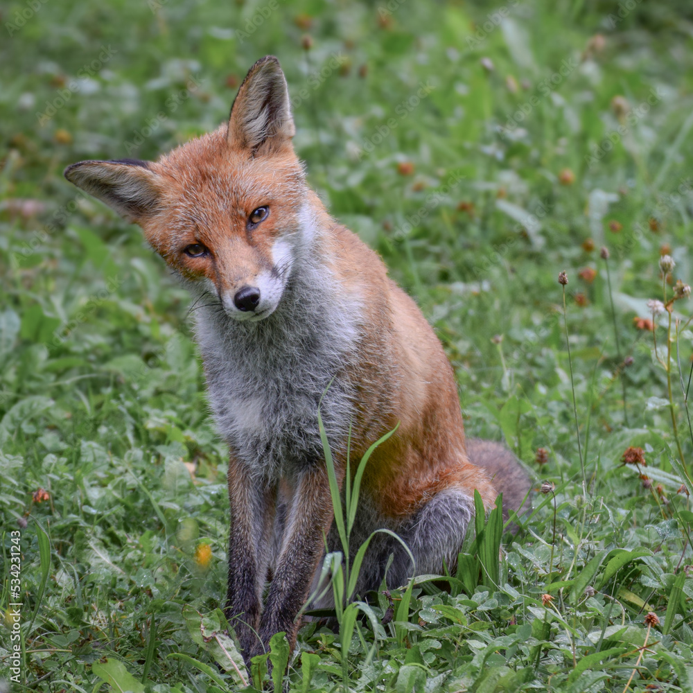 Cute wild fox photographed in Switzerland, Europe