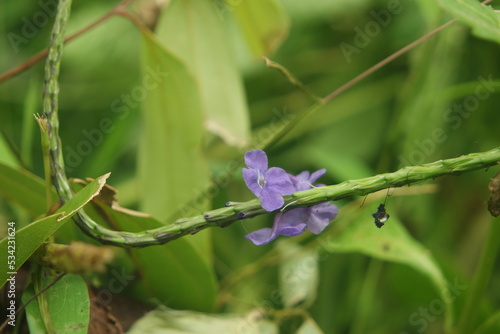 wonderful purple wild blossom