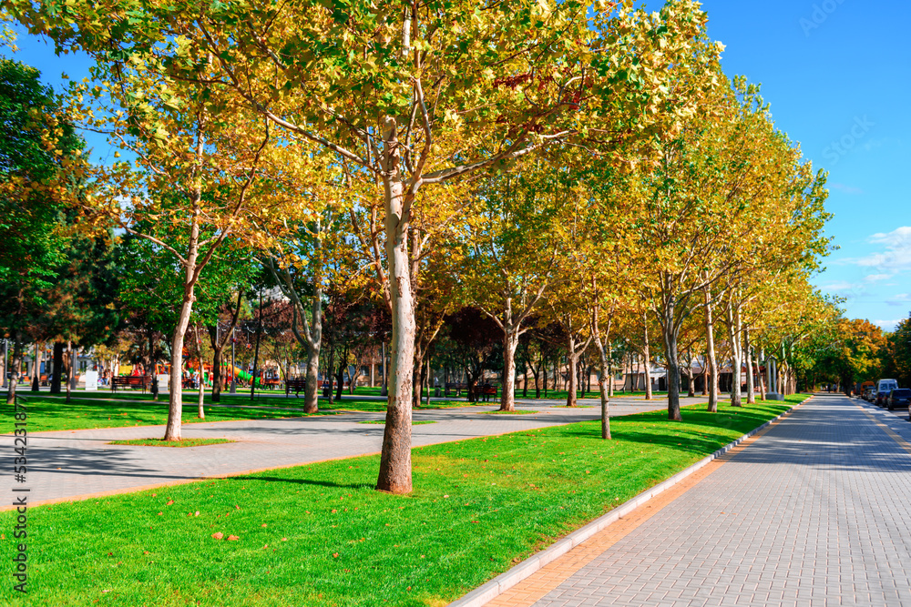 bright sunny day in autumn city park, green lawn, and yellow leaves, street