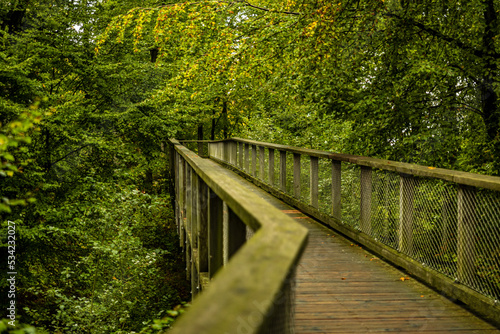 Weg Pfad Holzweg durch einen Laubwald im Herbst