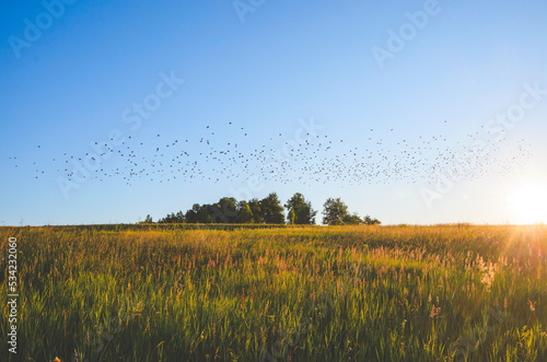 Canvas Print Sunny summer scene with flock of wild birds flying over the field