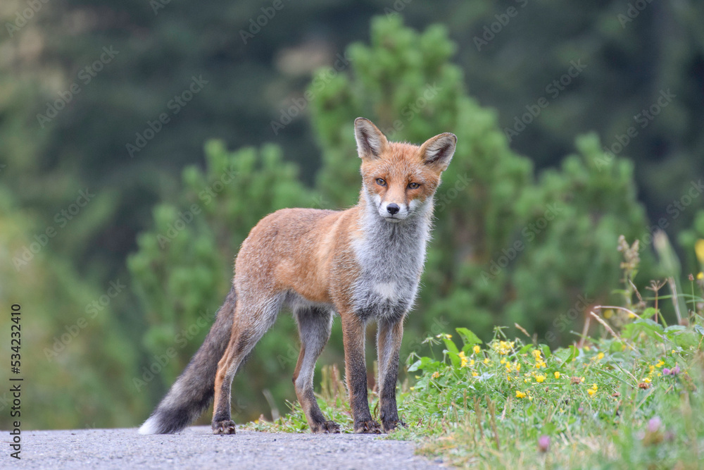 Cute wild fox photographed in Switzerland, Europe Cute wild fox photographed in Switzerland, Europe