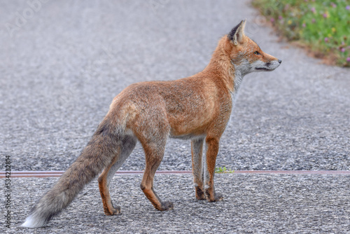 Cute wild fox photographed in Switzerland  Europe