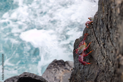 red crabs (Moorish Red Legged Crab or Grapsus adscensionis) hanging on above a turbulent sea in Gran Canaria photo